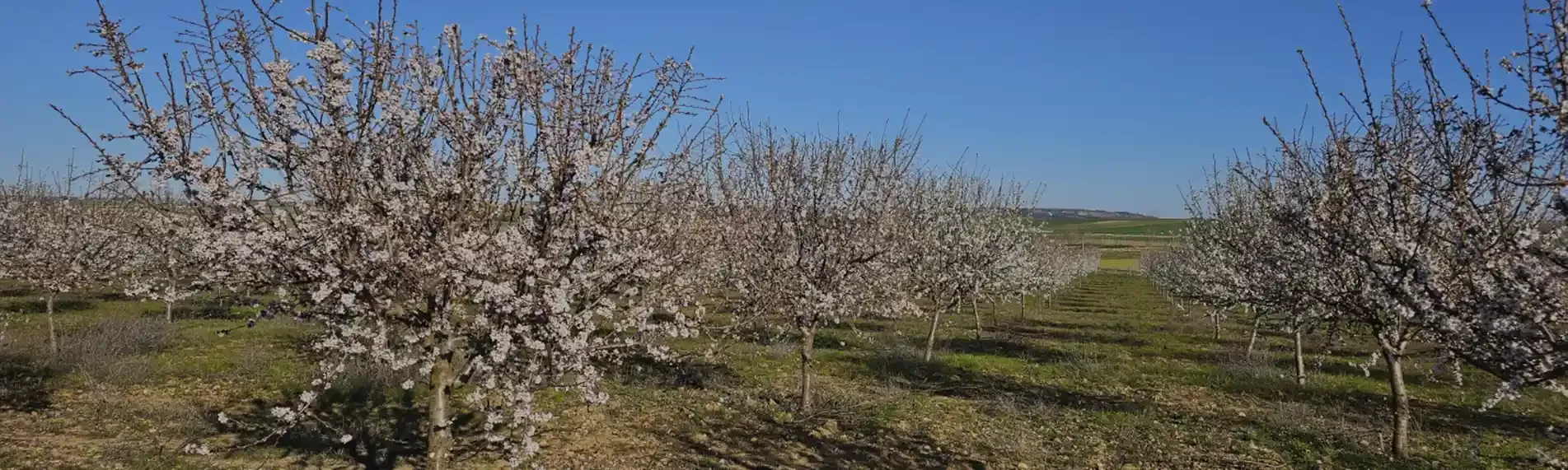 Frutos secos gourmet
