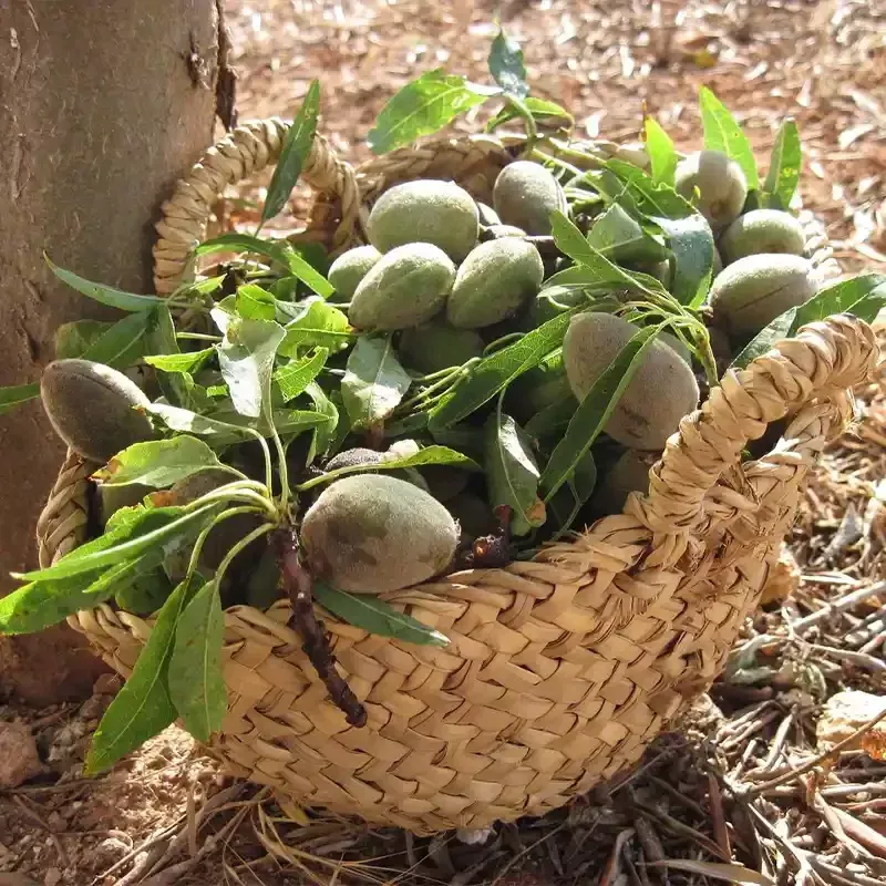 Recolección de almendras