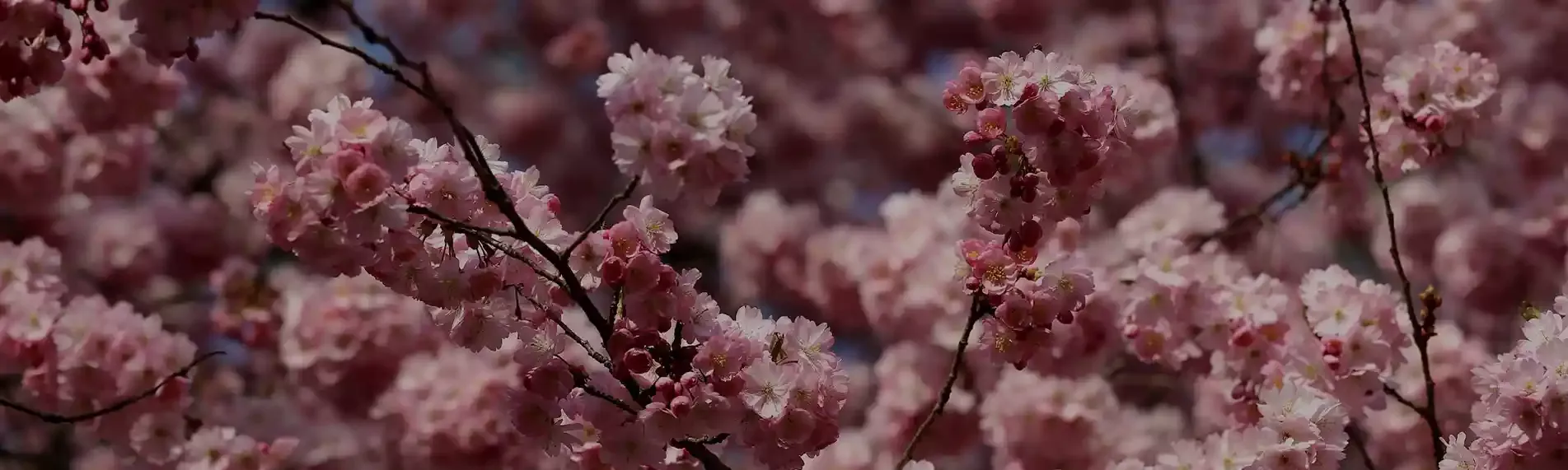 Blog Dehesa de Alcoba