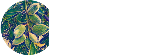 dehesa de alcoba blanco