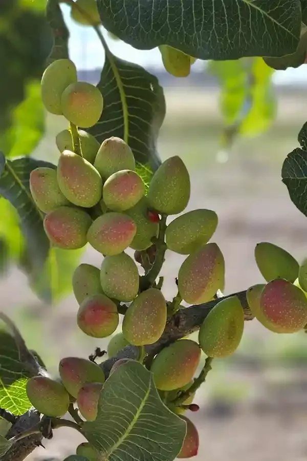Bienvenido a Dehesa de Alcoba